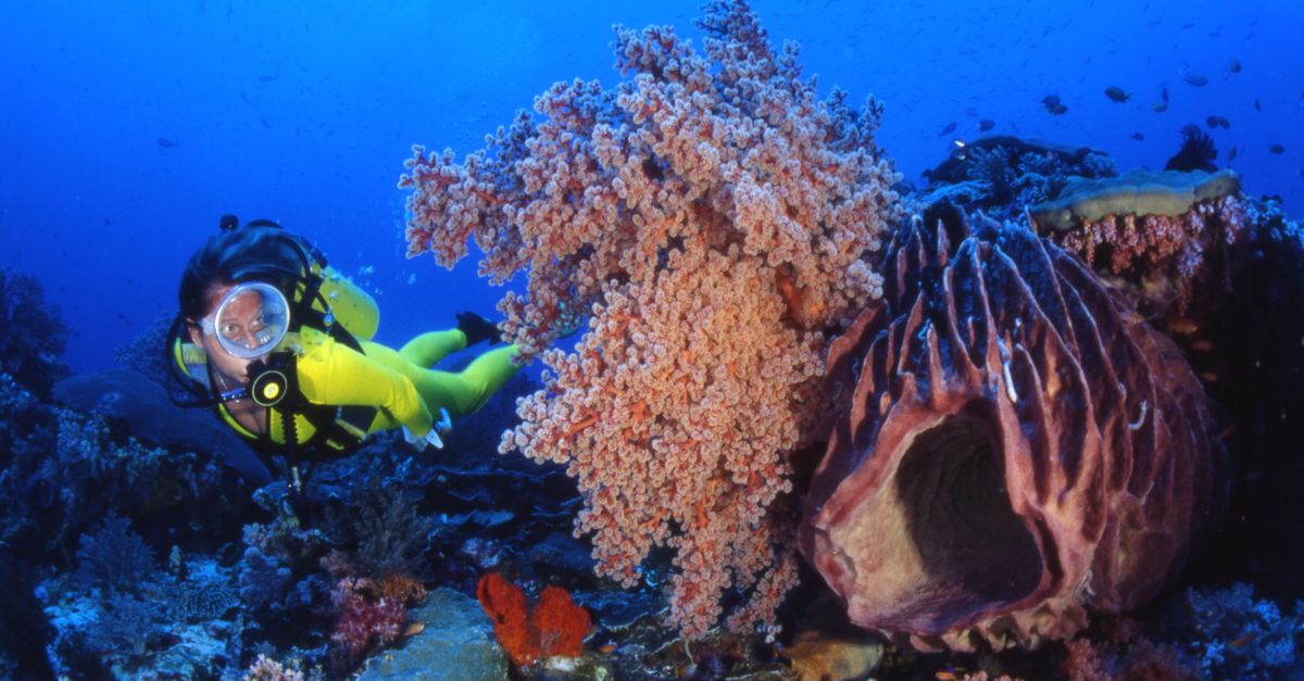 Discover a professional diver exploring colorful coral reefs in a vibrant underwater ocean scene.