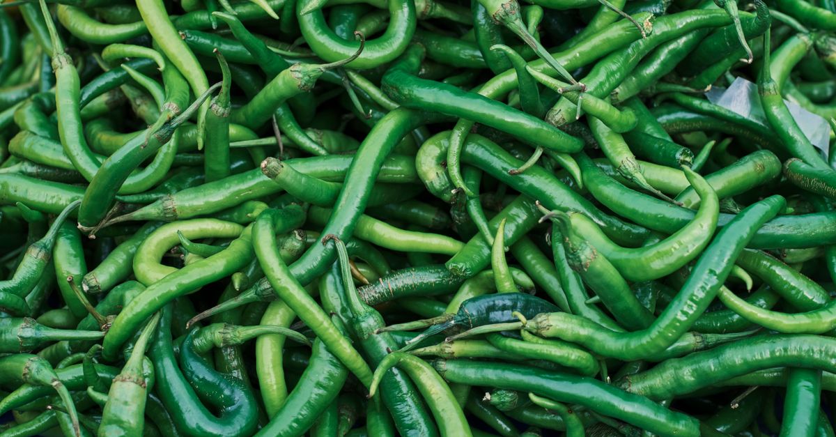 Close-up of a fresh, abundant pile of green chilies, highlighting their spicy and organic nature.