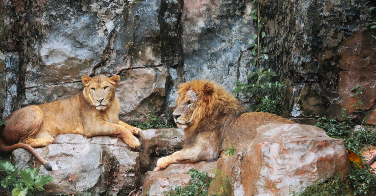 Two lions lounging on rocks in a naturalistic zoo enclosure.
