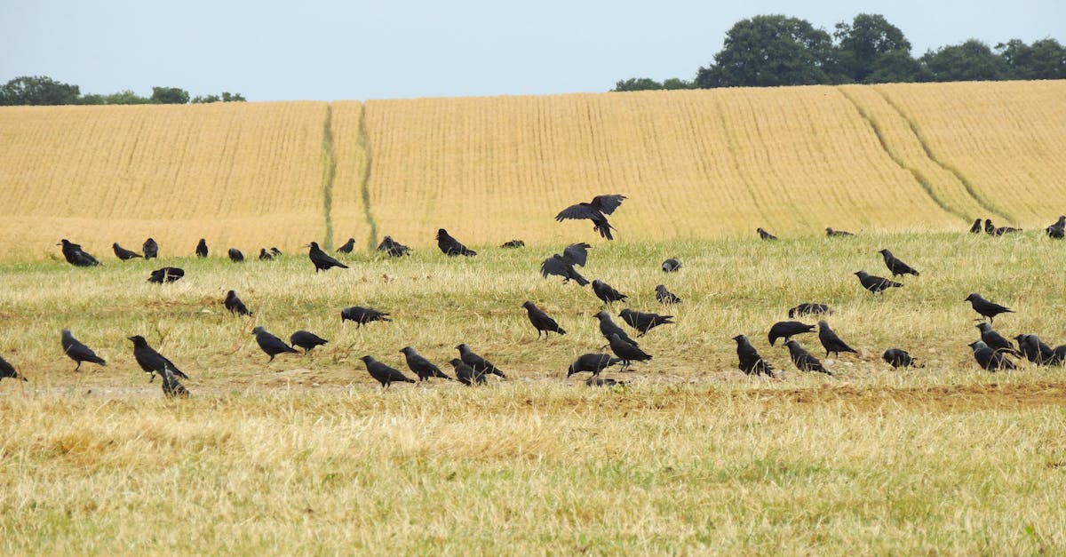 A group of jackdaws gathers in a golden wheat field on a sunny summer day, showcasing natural rural beauty.