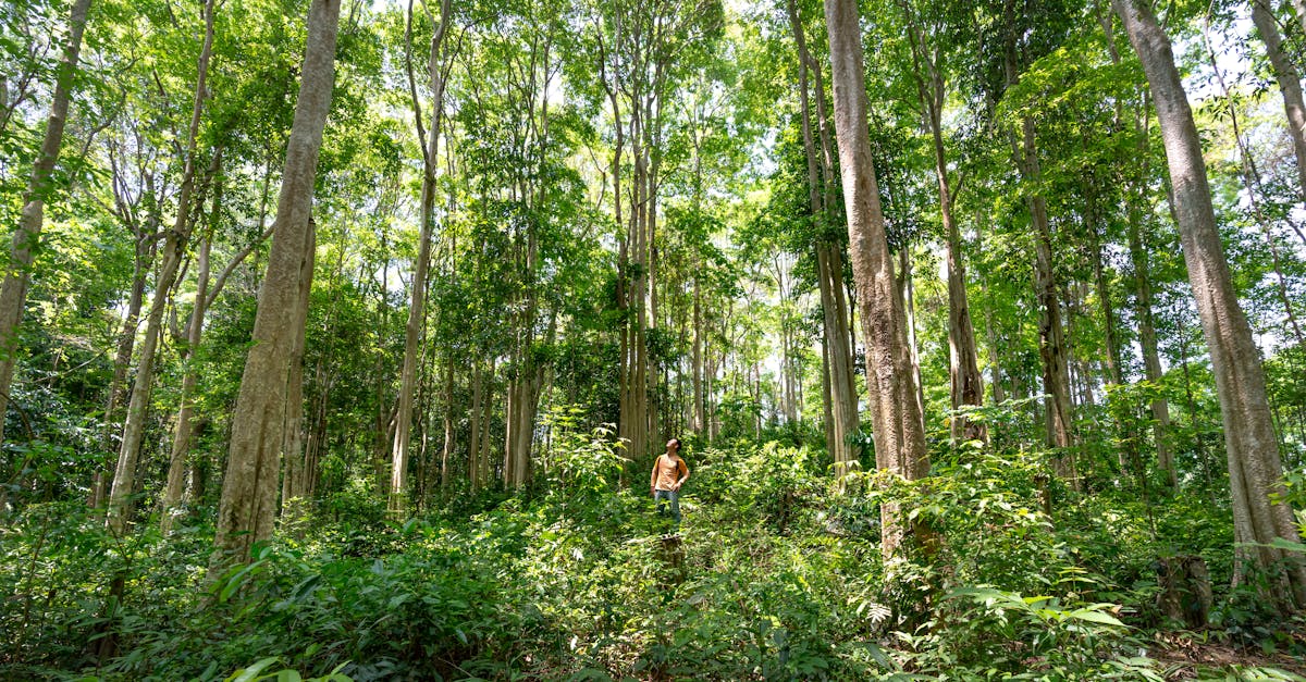 A man standing amidst towering trees in a vibrant green forest during the day, embracing nature.