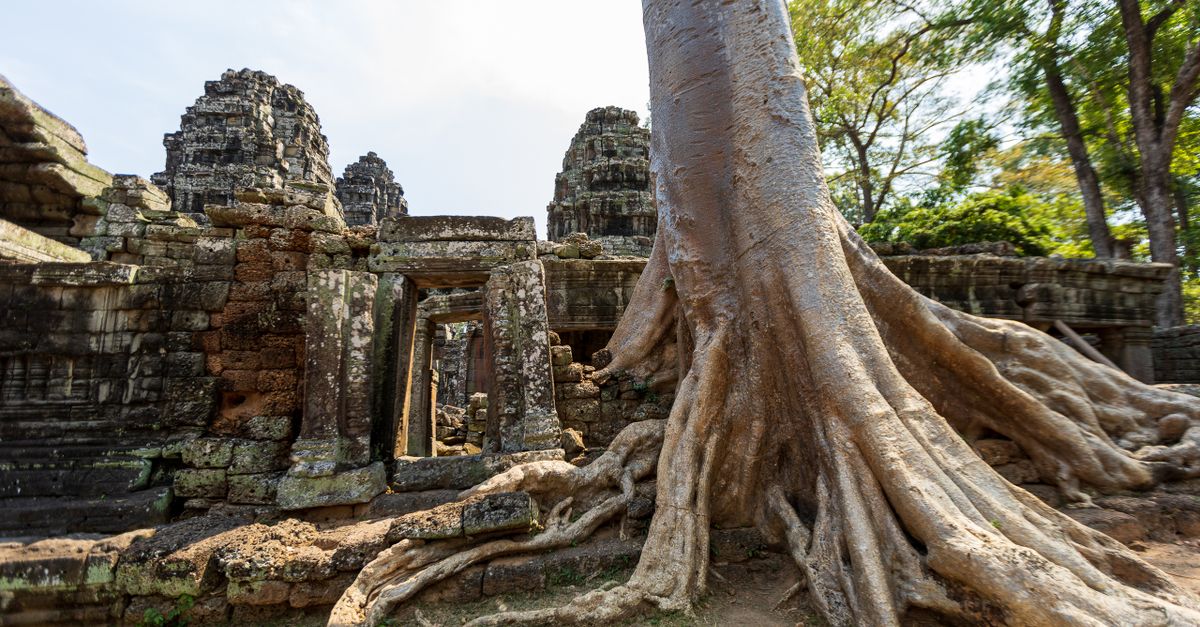 Explore the mesmerizing ruins of an ancient Cambodian temple entwined with dramatic tree roots.