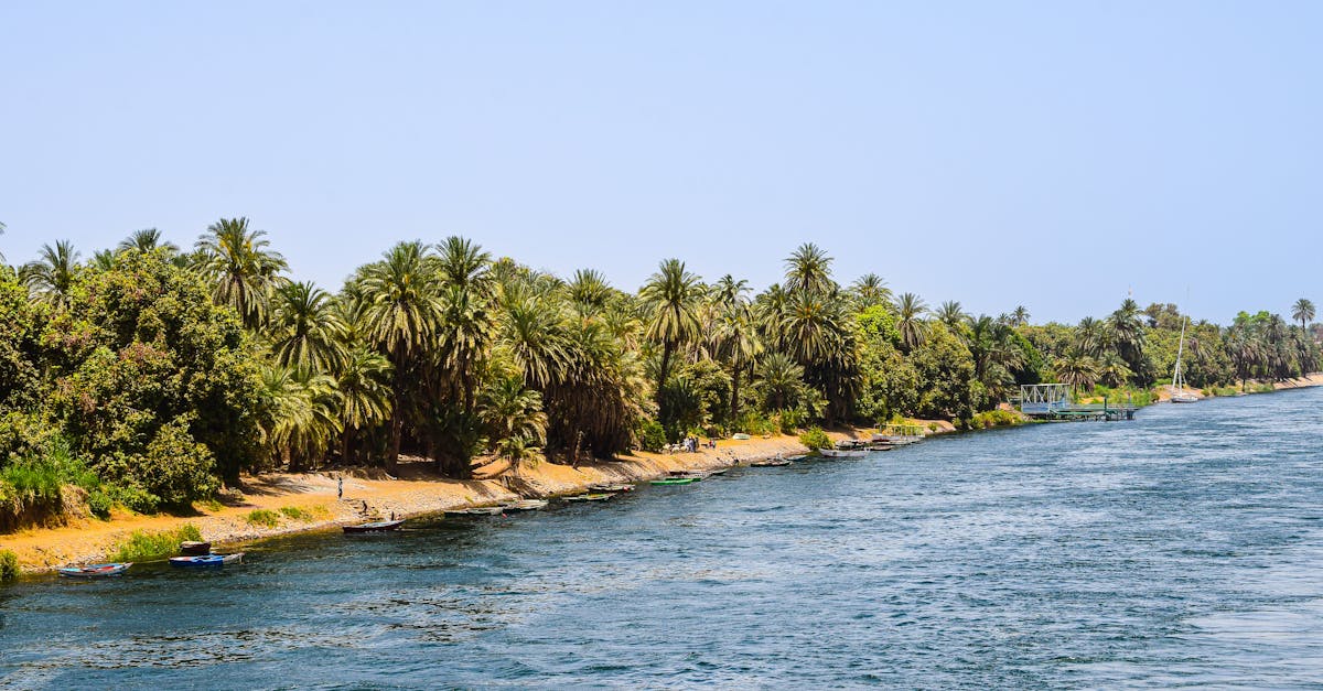 A scenic summer view of the Nile River bordered by lush palm trees and greenery.