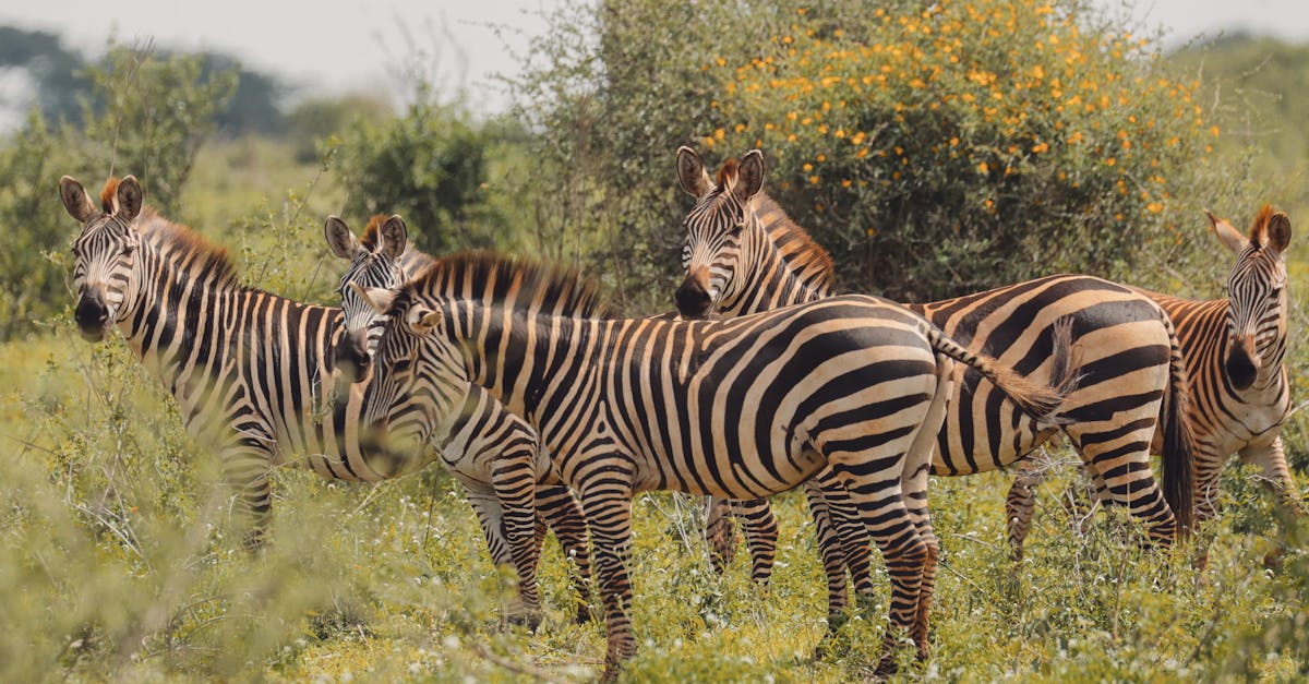Zebras in the wild