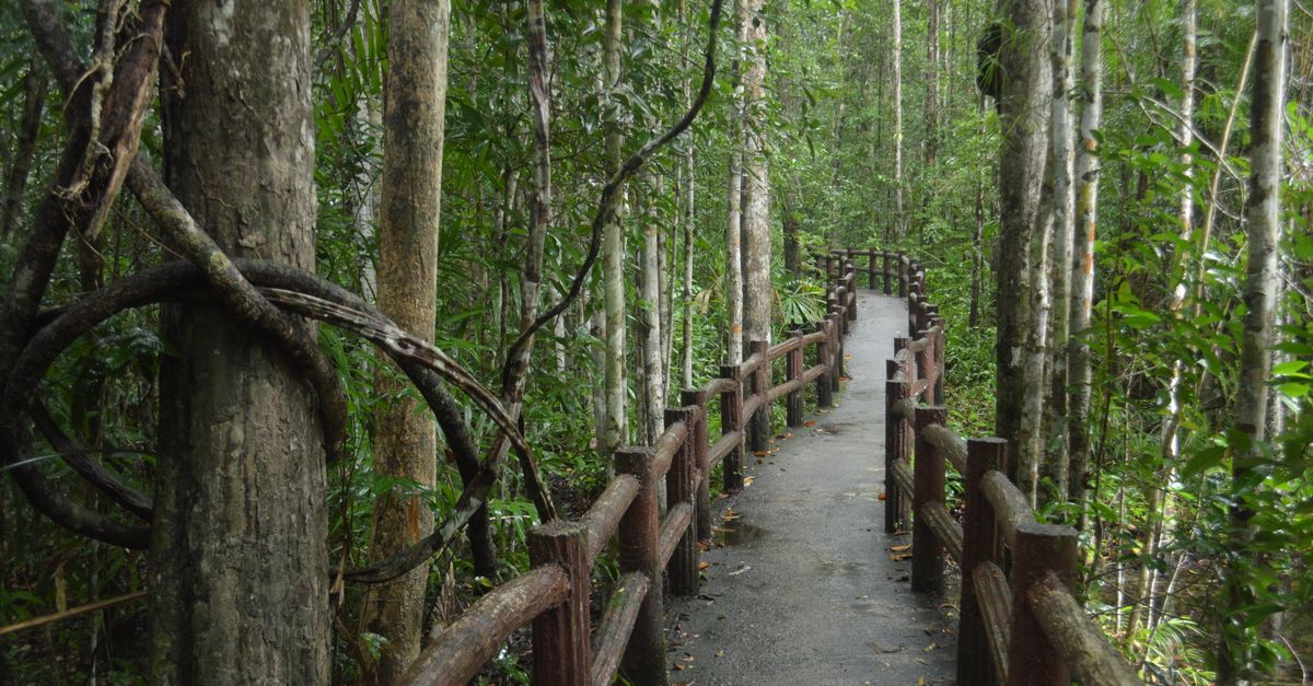Explore a scenic forest path surrounded by lush greenery, inviting tranquility and exploration.