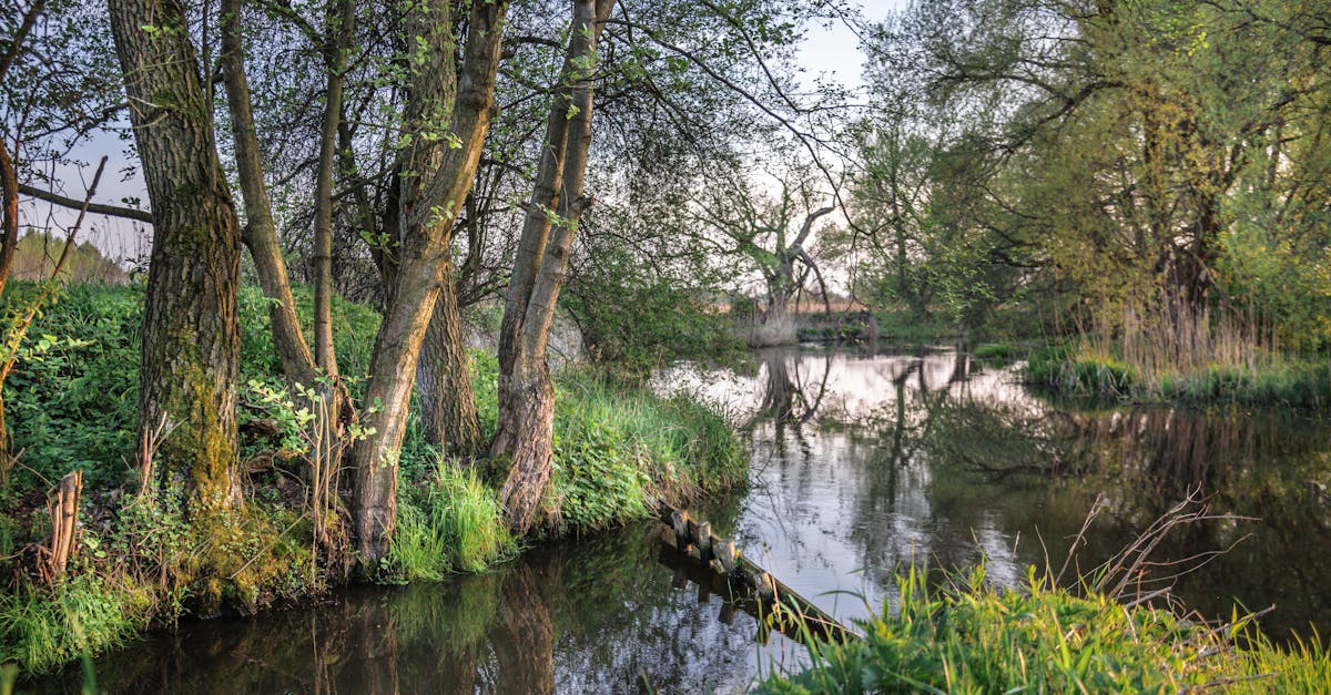 A tranquil stream flows through a lush forest, reflecting the vibrant greenery of spring.