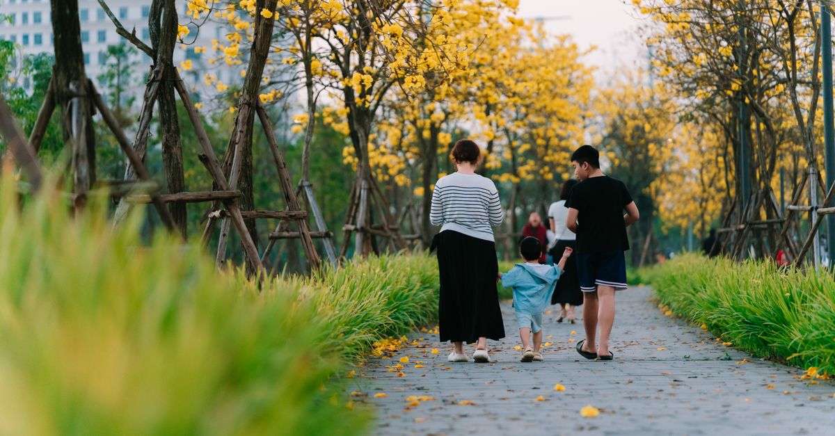 A family enjoys a peaceful walk under vibrant yellow flowering trees in Hà Nội.