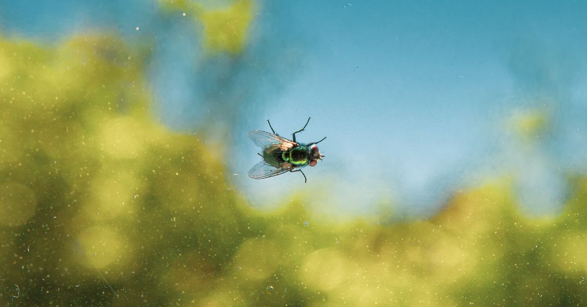 Macro shot of a green bottle fly standing on a window with a blurred natural background.