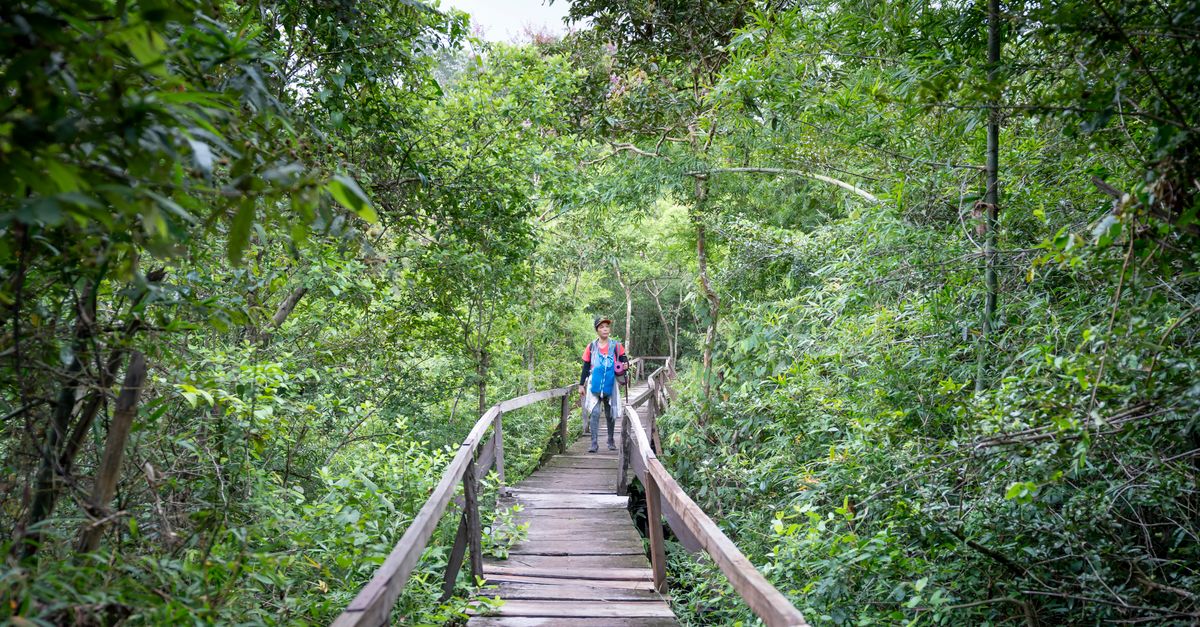 Distant backpacker strolling on wooden footpath with railings between forest with green trees in nature during summer adventure in tropical woods