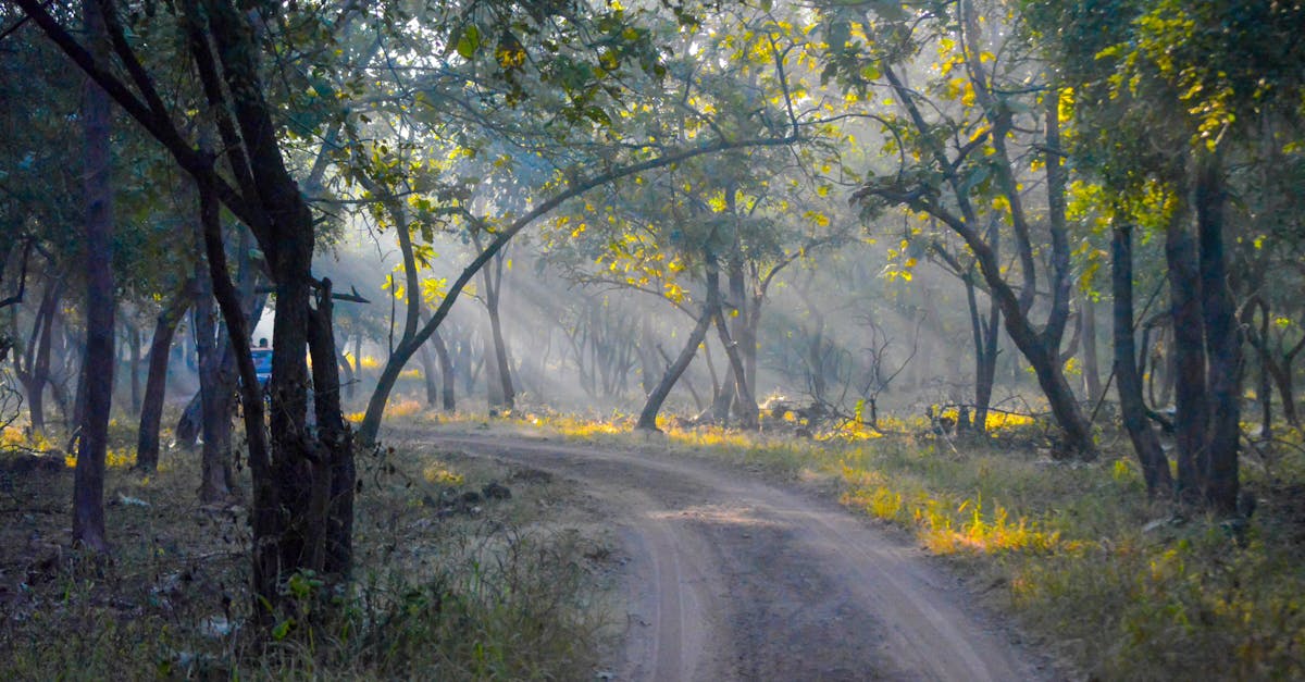 A tranquil unpaved road winds through a misty forest, illuminated by gentle morning sunlight.