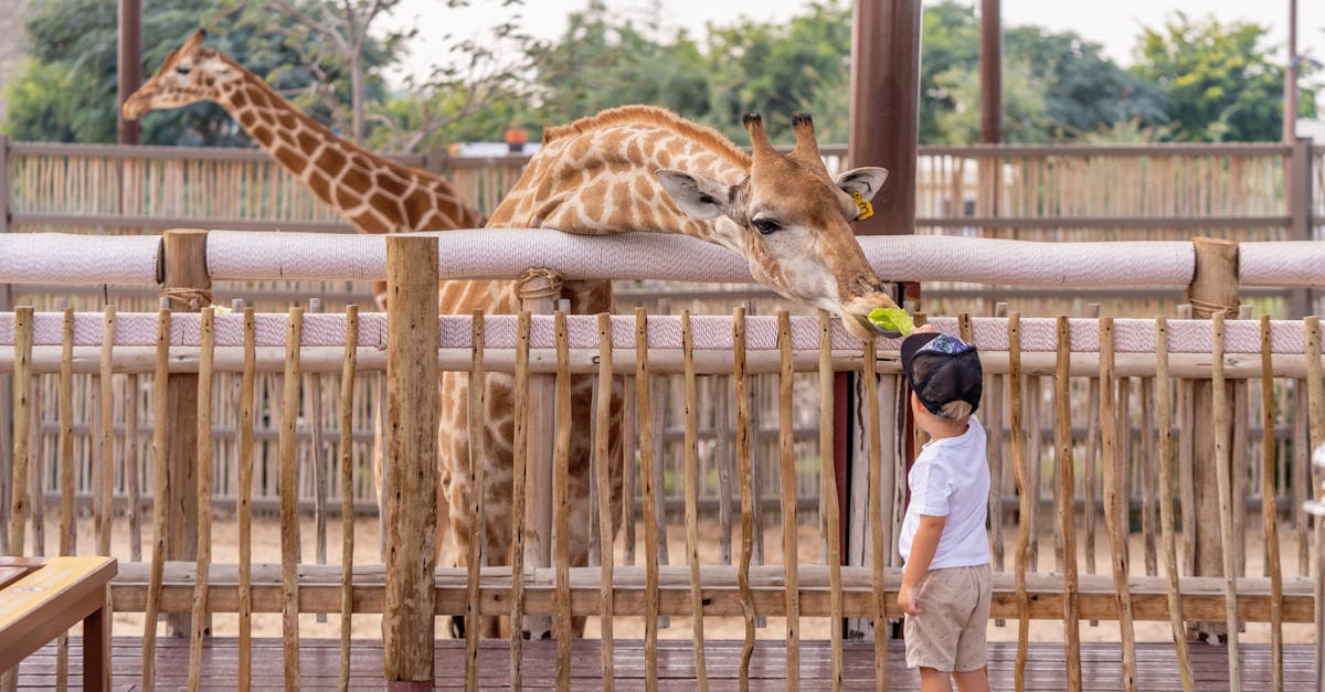 A young child feeds a giraffe at a zoo in Dubai, providing an interactive wildlife encounter in an outdoor setting.