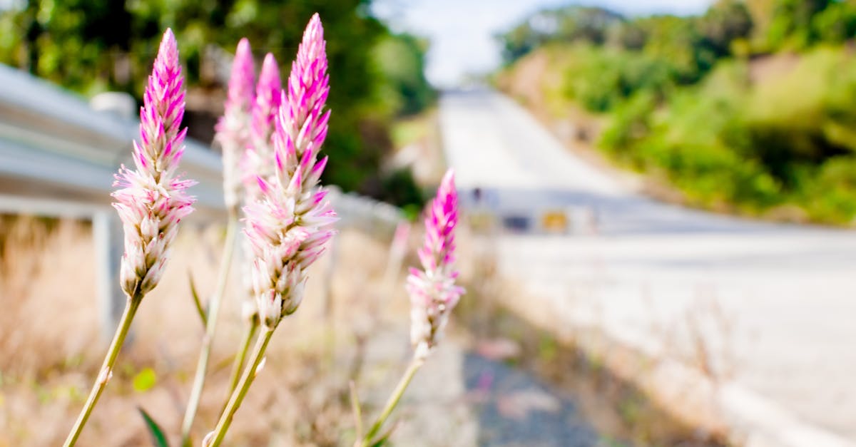 Blooming pink Celosia Flamingo plant growing near metal fence against asphalt roadway in countryside in sunny day