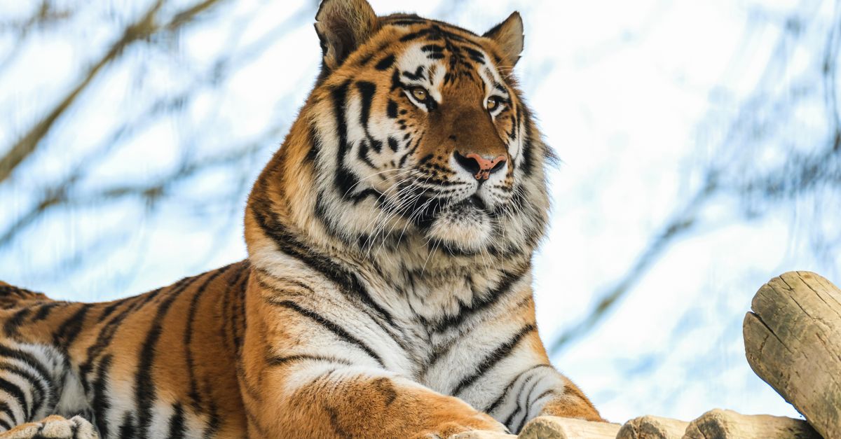Majestic tiger calmly resting on a wooden platform. Perfect for wildlife and animal photography enthusiasts.